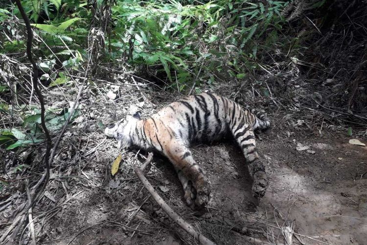 Tiga harimau sumatera ditemukan mati di satu lokasi dalam kawasan hutan lindung di Desa Ie Bueboh, Kecamatan Meukek, Kabupaten Aceh Selatan.