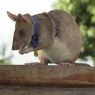 Tikus Raksasa Ahli Deteksi Ranjau Darat Ini Dianugerahi Medali Emas