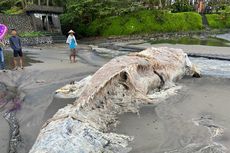 Penampakan Bangkai Paus 8 Meter Terdampar di Pantai Pasut Bali, Kondisi Membusuk