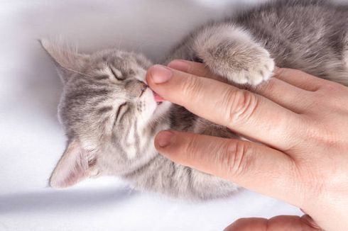 Minta Perhatian hingga Merasa Cemas, Ini 6 Alasan Mengapa Kucing Menjilati Anda