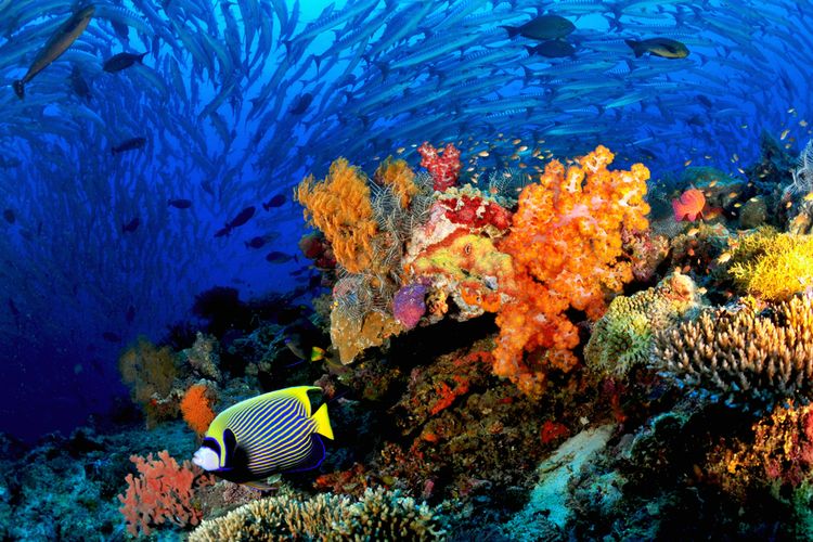 Ilustrasi terumbu karang. 