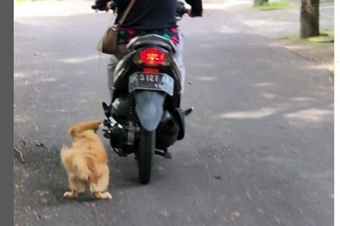 Viral, Video Pengendara Motor di Bali Seret Anjing Diselidiki Polisi 