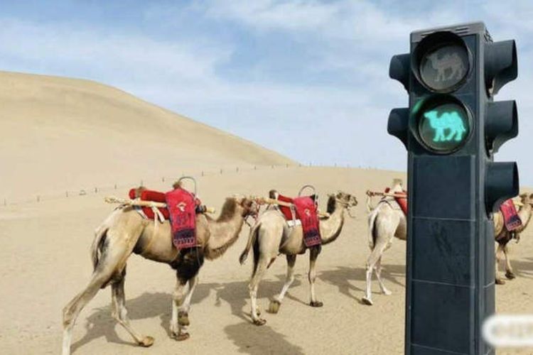 Lampu lalu lintas khusus unta di gurun pasir di Gurun Kumtag China.