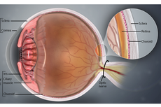 Perbedaan Sklera dan Konjungtiva pada Mata