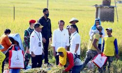 Mentan SYL Dampingi Presiden Jokowi Panen Raya Padi di Ngawi