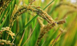 KTNA Nasional Apresiasi Kinerja Kementan yang Berhasil Tingkatkan Produktivitas Padi