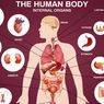 Seberapa Banyak Organ dalam Tubuh Manusia?