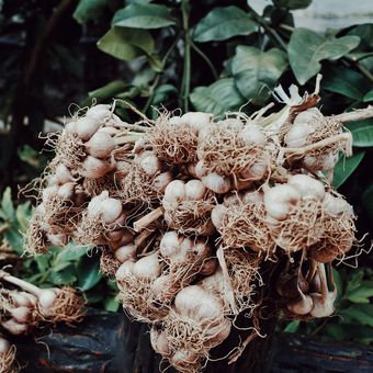 Bawang putih bisa ditanam di pekarangan untuk mengusir tikus