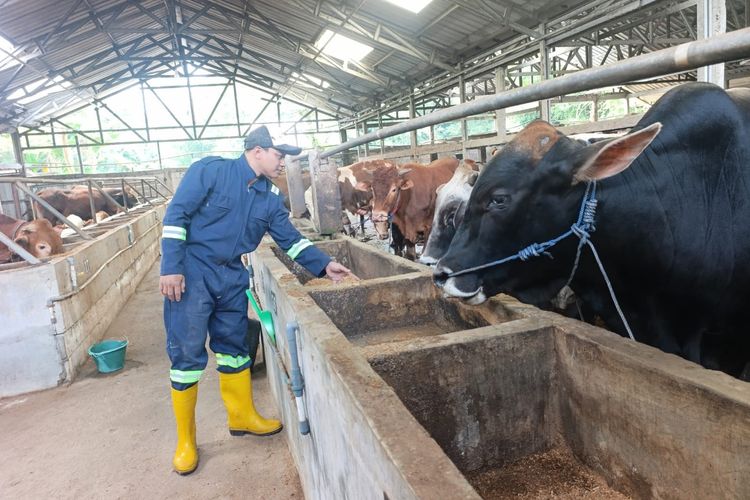Tembus Rp 23 Juta Per Ekor, Sapi Kurban Limosin dan Simmental Paling Diburu di Pati