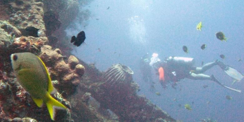 Penyelam menikmati ekosistem bawah laut di bangkai kapal perang USS Liberty yang karam dihantam torpedo Jepang di perairan Tulamben, Karangasem, Bali, Sabtu (5/10/2013).  