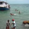Tak Ada Dermaga Khusus Hewan, Sapi Kurban di Sumenep Dilempar ke Laut untuk Menuju Daratan