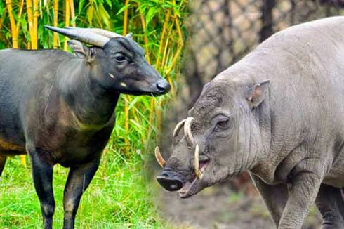 Persebaran Fauna di Indonesia: Ciri-ciri dan Contohnya