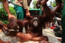 Pakai Orangutan di Panggung Musik, Sebuah Stasiun Televisi Nasional Dikecam COP