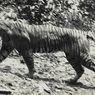 DNA Harimau Jawa Ditemukan dari Rambut di Sukabumi, Bukti Belum Punah?