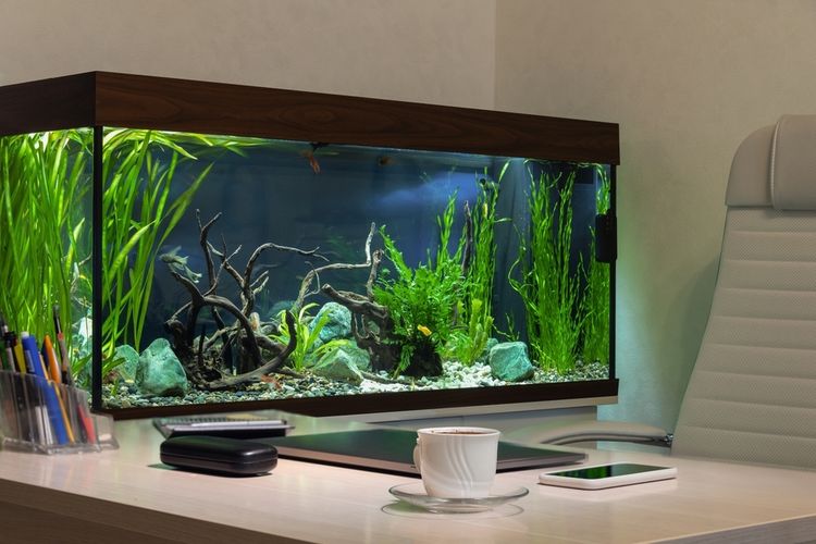 Akuarium dan Kesehatan Mental: Terapi Visual yang Jarang Disadari