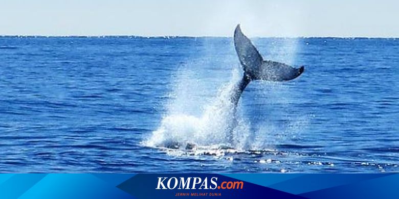 Paus Sperma Menghasilkan Suara Ultrasonik Serangan Paus Sperma