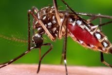 14 Kasus Virus Zika Terdeteksi di India