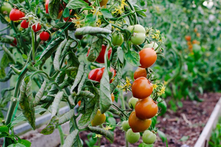 Ilustrasi tanaman tomat layu.