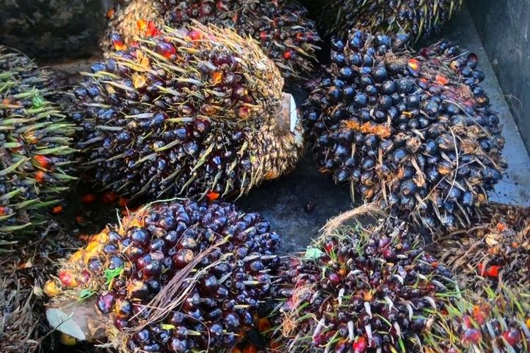 Harga Sawit Anjlok 8 Kali dalam Sebulan, Ratusan Petani Segah Berau Terpuruk