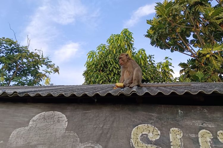 Monyet peliharaan warga yang lepas usai ngamuk merusak kandangnya sendiri karena sedang birahi di Desa Pekandangan Jaya, Kecamatan/Kabupaten Indramayu, Jawa Barat, Rabu (17/9/2025)