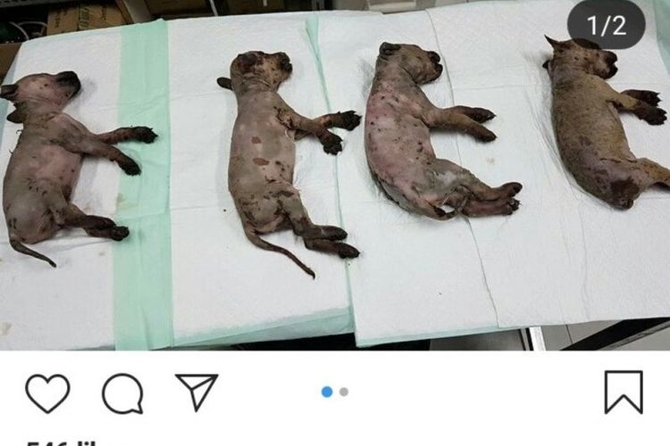 Unggahan akun Natha Satwa Indonesia di media sosial instagram tentang penyiraman yang dialami oleh enam ekor anjing di Jakarta Pusat, Senin (4/11/2019). 