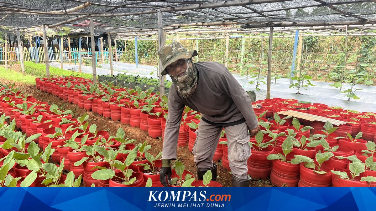 Dari Kebun di Tengah Permukiman Kembangan Jakbar, Sayur dan Ikan Murah Menghidupi Warga