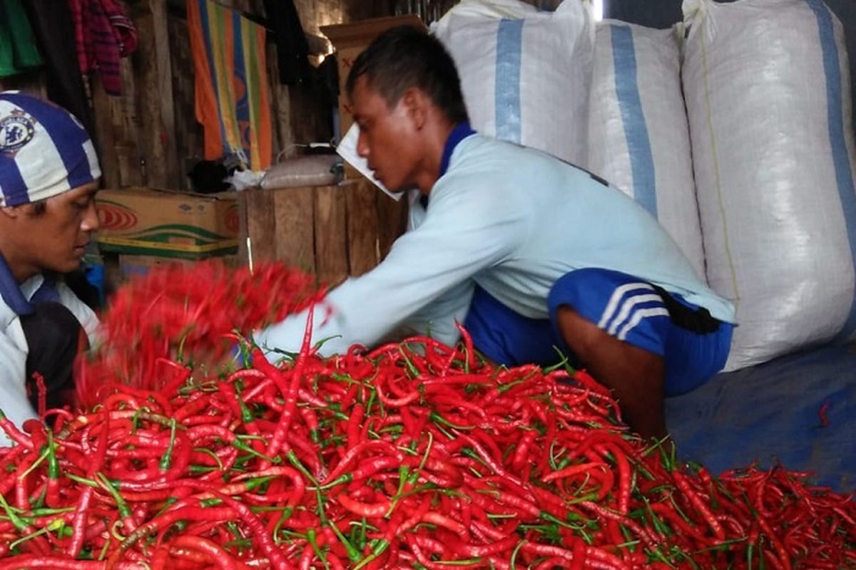 Produksi dan ketersediaan cabai diperkirakan aman hingga pasca Idul Fitri.