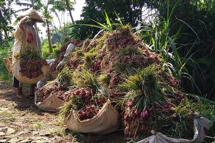 Petani bawah merah di Kecamatan Panekan Kabupaten Magetan memanen tanaman bawang merah mereka. Meski harga bawang merah sempat tinggi, namun petani belum bisa menikmati hasil panen mereka karena sistem ijon dan mahalnya harga bibit bawang merah. 