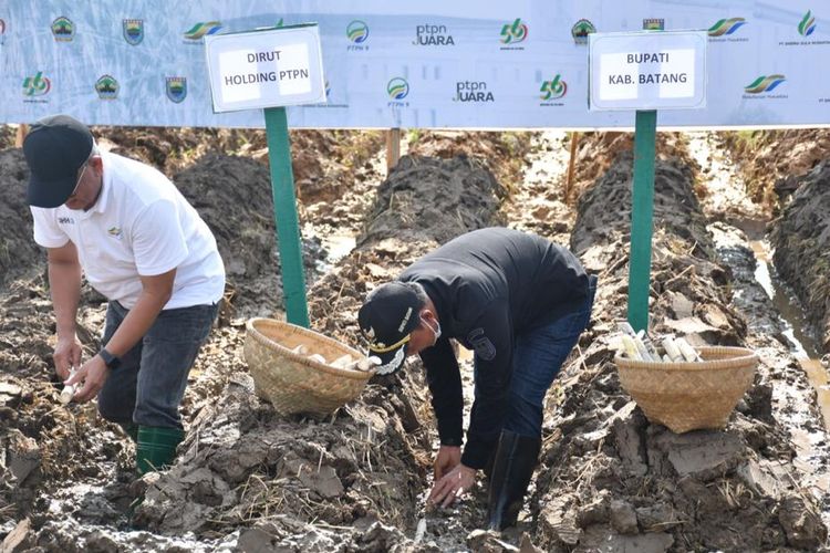 PTPN Group melakukan kerja sama dengan Pemda Kabupaten Batang untuk memenuhi kebutuhan lahan tebu demi tercapainya swasembada gula.