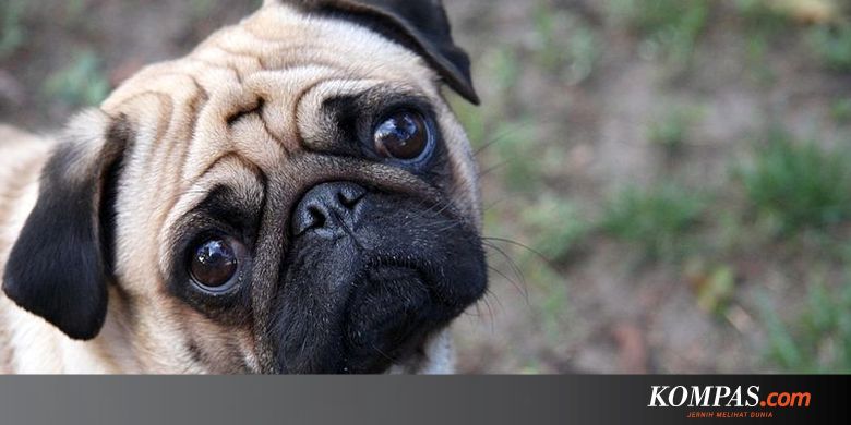 Ilmuwan Ungkap Mutasi Di Balik Hidung Pesek Anjing Pug Ilmuwan Ungkap Mutasi Di Balik Hidung Pesek Anjing Pug
