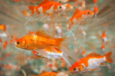 Siklus Perkembangan Ikan Mas dan Ciri-cirinya