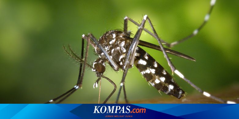 Yogyakarta Menjadi Kota Pioner Penyebaran Nyamuk Wolbachia