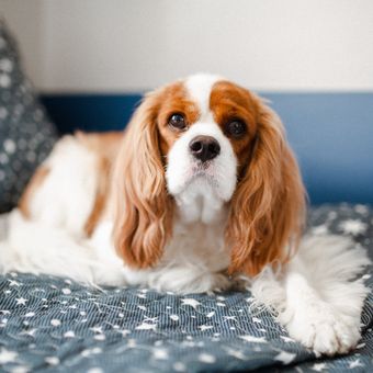 Ilustrasi ras anjing Cavalier King Charles Spaniel.