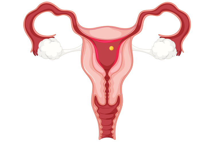 Proses ovulasi pada rahim