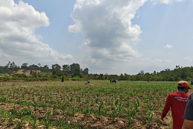 900 Hektar Sawah di Kaltim Kesulitan Air, 25 Hektar Terancam Gagal Panen