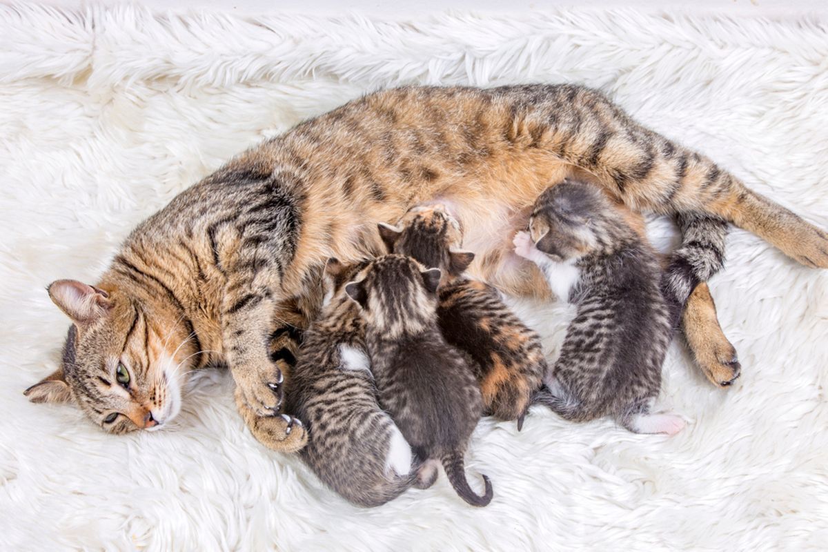 Ilustrasi kucing dan anak kucing.
