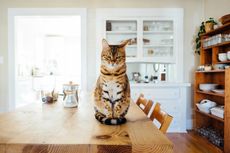 8 Situasi yang Bisa Membuat Kucing Peliharaan Anda Kesal