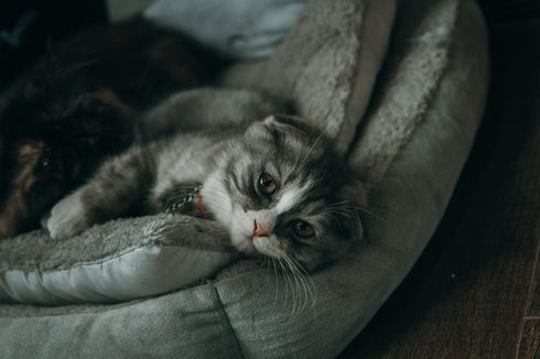 Kenali, Tanda Kucing Merasa Sedih dan Cara Menolongnya
