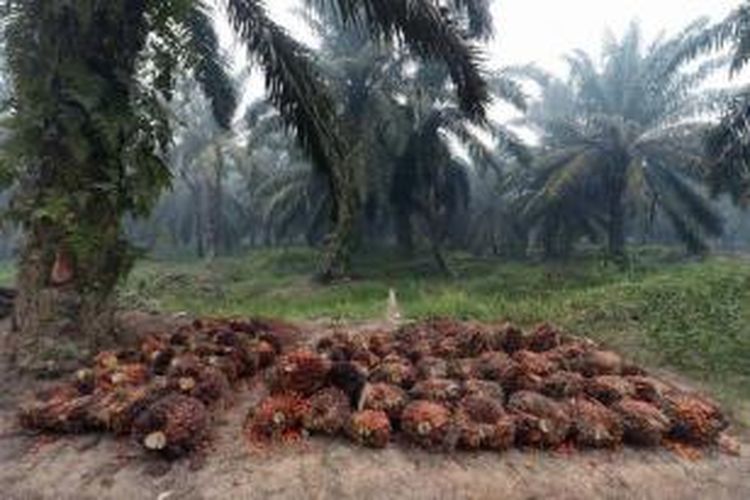 Kelapa sawit di area perkebunan di Pelalawan, Riau, 16 September 2015. Indonesia memiliki hutan hujan yang luas dengan keanekaragaman hayati, tetapi banyak ditebang oleh perkebunan, pertambangan dan perusahaan kayu.