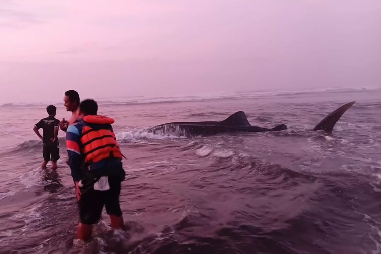 Hiu Tutul Terdampar dan Mati di Pantai Parangkusumo Bantul