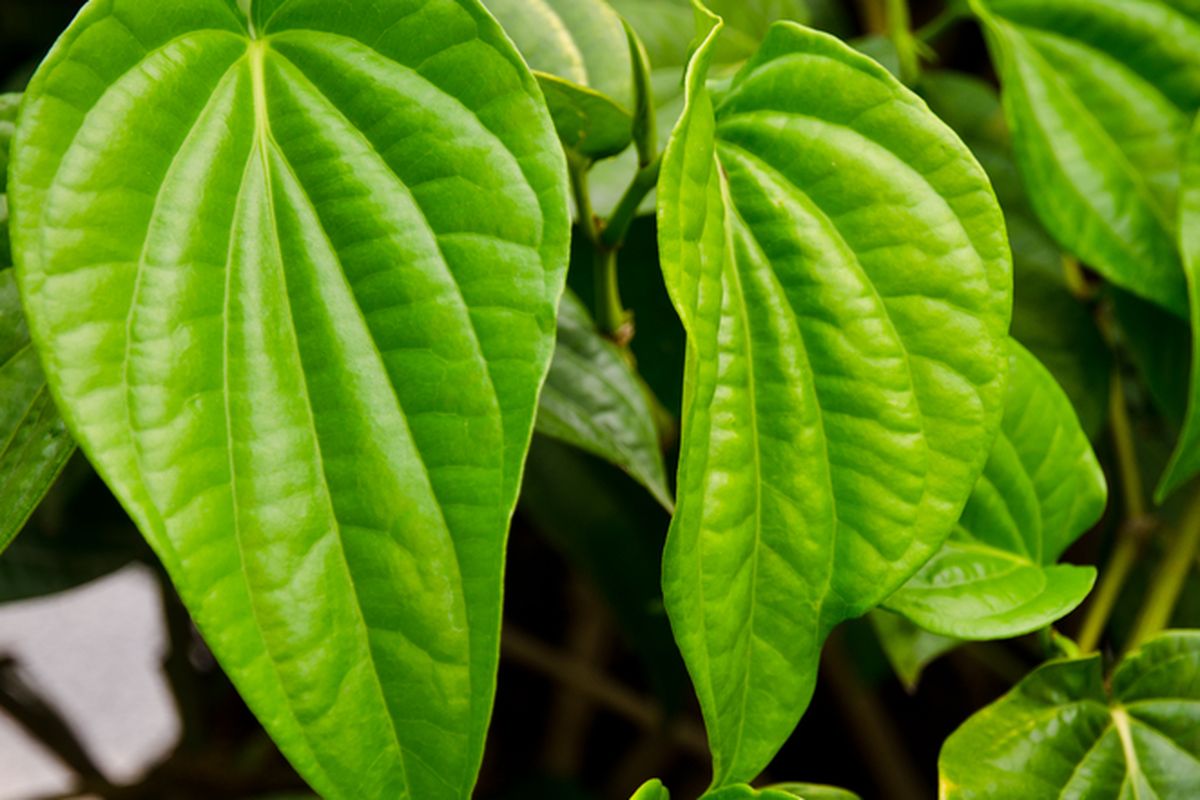 Ilustrasi daun sirih.