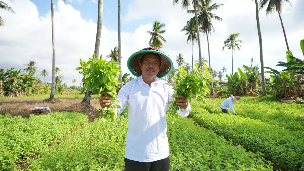 Berawal dari Menggarap Lahan Orang, Edi Kini Punya Tanah Sendiri Berkat KUR BRI