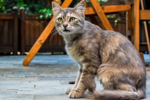 Aturan Memberi Makan Kucing Liar agar Tidak Mengotori Lingkungan