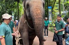 Parade Satwa Meriahkan Natal dan Tahun Baru di Bandung Zoo