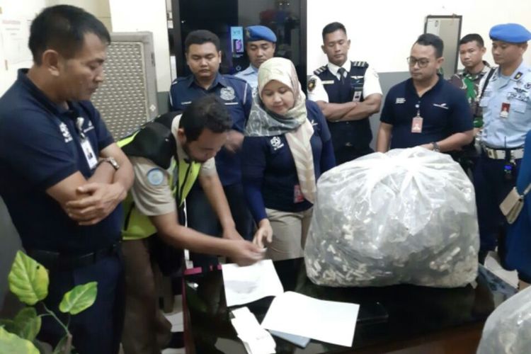 Kuda laut kering yang akan diselundupkan ke Bangkok saat diamankan otoritas Bandara Adisutjipto, Yogyakarta. (Foto : Dokumentasi PT Angkasa Pura I Bandara Adisutjipto Yogyakarta)