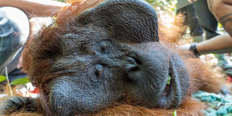 Tim gabungan Balai Konservasi Sumber Daya Alam (BKSDA) Kalimantan Barat (Kalbar) dan Yayasan Inisiasi Alam Rehabilitasi (IAR) Indonesia kembali melakukan translokasi satu individu orangutan jantan dewasa. Orangutan jantan dewasa yang diberi nama Jhon ini dilaporkan sedang mencari makan di kebun milik warga di Desa Tempurukan, Kecamatan Delta Pawan, Kabupaten Ketapang, Kalbar, Selasa Selasa (29/9/2020) silam.