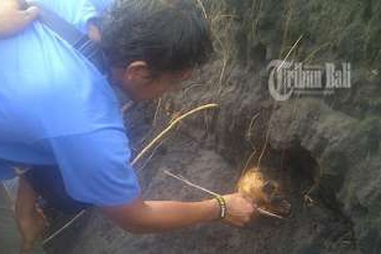 Tengkorak Manusia utuh diduga korban G30S PKI di pesisir pantai Banjar Pasar, Desa Yehembang, Kecamatan Mendoyo. 