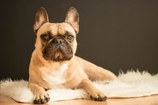 12 Fakta Menarik Anjing French Bulldog, Tidak Berasal dari Perancis