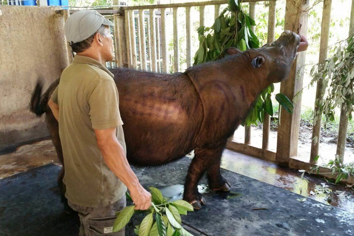 Iman, badak Sumatera di suaka yang berlokasi d Malaysia.