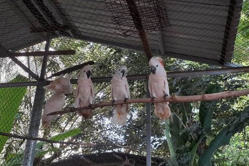 16 Ekor Burung Kakatua Disita dari Tangan Warga di Sulawesi Utara